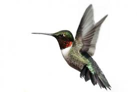 Hummingbird