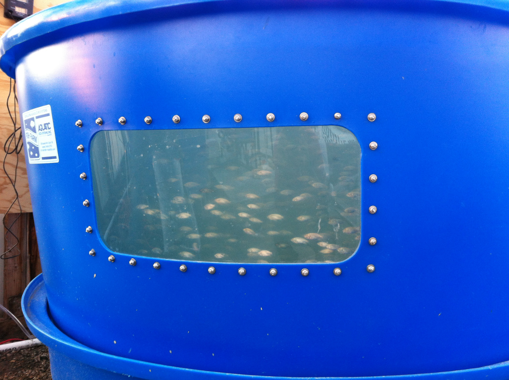 fish