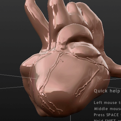 thumbnail of 2nd week: 3d model of the heart