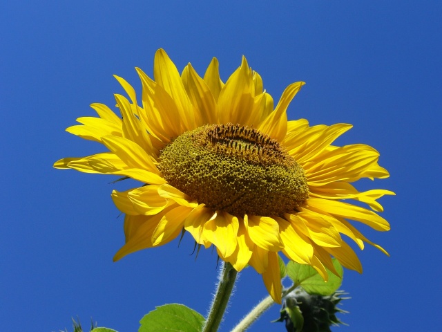 sunFlower.jpg