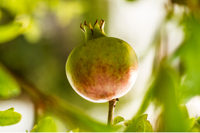 pomegranate-fruit.jpg