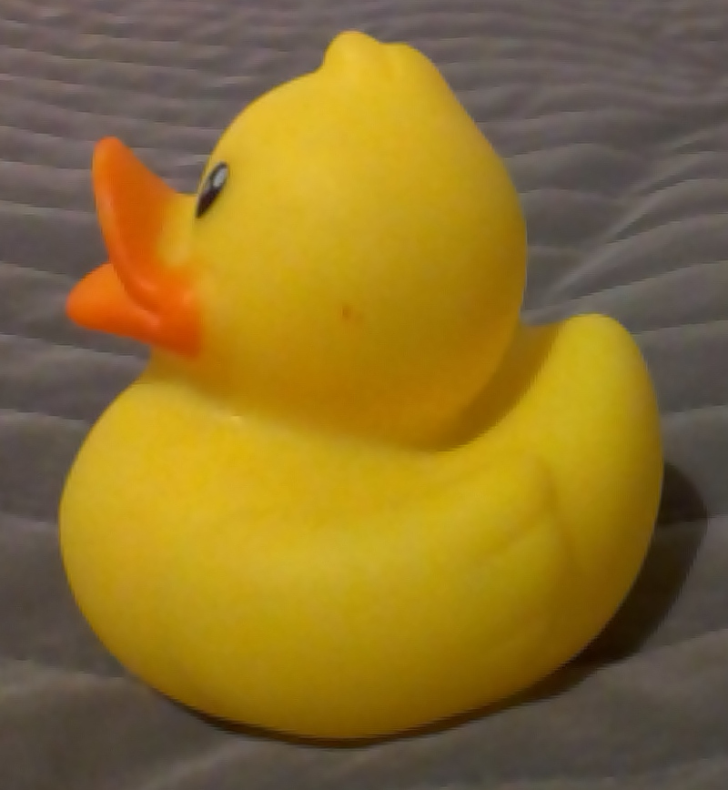 duck