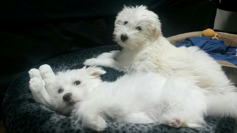 Riel and Luellen