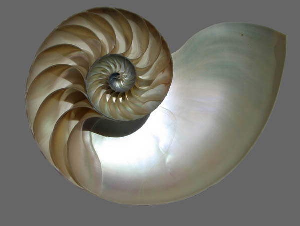 naut