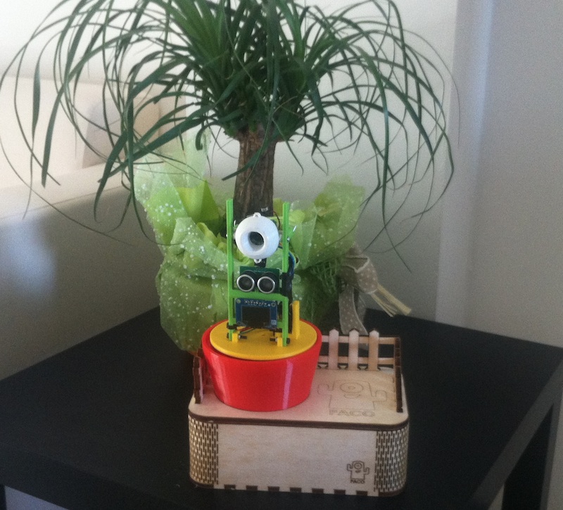 Plant