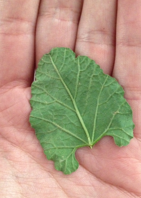 05_modela_scan_leaf.jpg