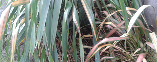 The humble New Zealand flax