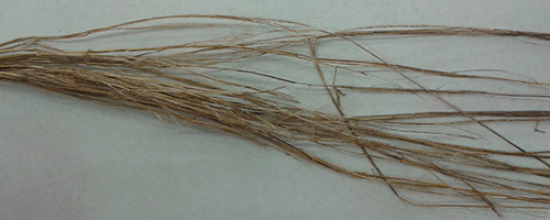 combed fibers
