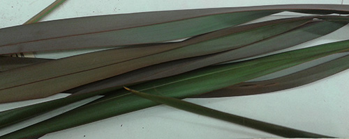 cut flax