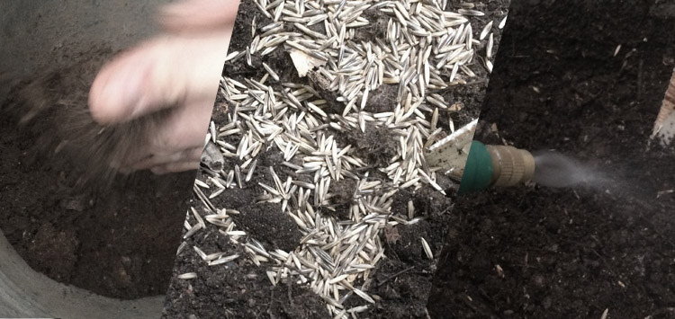 w03_10firstseeds.jpg