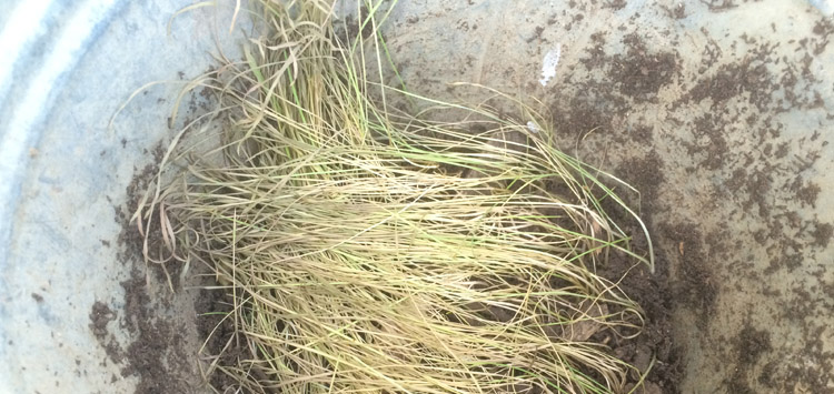 w03_15grass.jpg