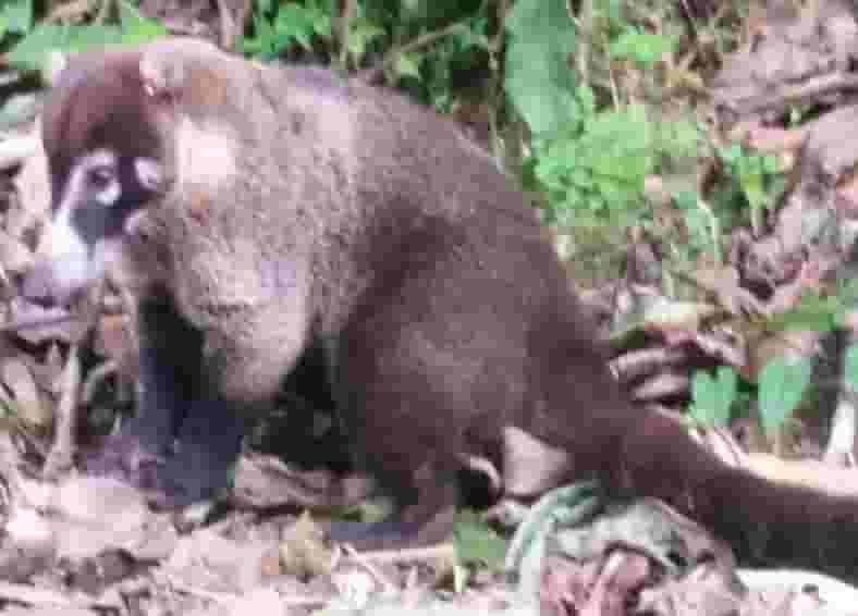 Coati Mundi