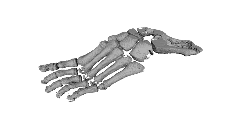 foot_bone_stl.png
