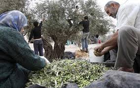 olive harvest