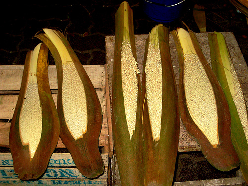 palm_pollen.jpg