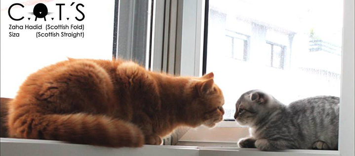 catshouse1